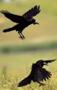 Cioara de semanatura [Corvus frugilegus] (mai 2008) - Foto von Cosmin Danila 
