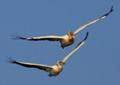 Pelicani comuni (iunie 2007) - Foto von Cosmin Danila 