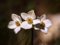 PIATRA CRAIULUI - flori de munte - &copy; George Soare