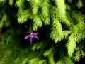 PIATRA CRAIULUI - flori de munte - &copy; George Soare