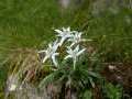 PIATRA CRAIULUI - flori de colt