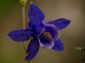 PIATRA CRAIULUI - floare de munte - &copy; George Soare