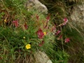 PIATRA CRAIULUI - flori de munte, Juli 2010 - &copy; George Soare