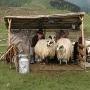 Muntii Cindrel  - Ciobani la mulsul oilor