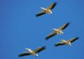 Pelicani deasupra bratului Chilia - Juni 2007 - Foto von Cosmin Danila
