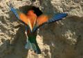 Prigorie [Merops apiaster] - Mai 2008  - Foto von Cosmin Danila