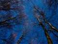 BLUE - Foto von Ioan Bindeanu