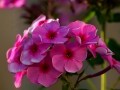 Flori din PIATRA CRAIULUI - Foto von George Soare
