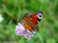 Fluture - PIATRA CRAIULUI - Foto von Ciri Turcanu