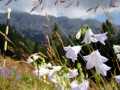 KÖNIGSTEINGEBIRGE - weiße Glockenblumen