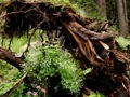 PIATRA CRAIULUI - copac traznit - Foto von George Soare