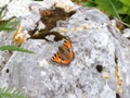 KÖNIGSTEINGEBIRGE - Schmetterling