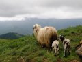 Zibingebirge - Schafe von der Schäferhütte Cindrel